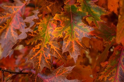 Quercus rubra - dub červený - list podzim